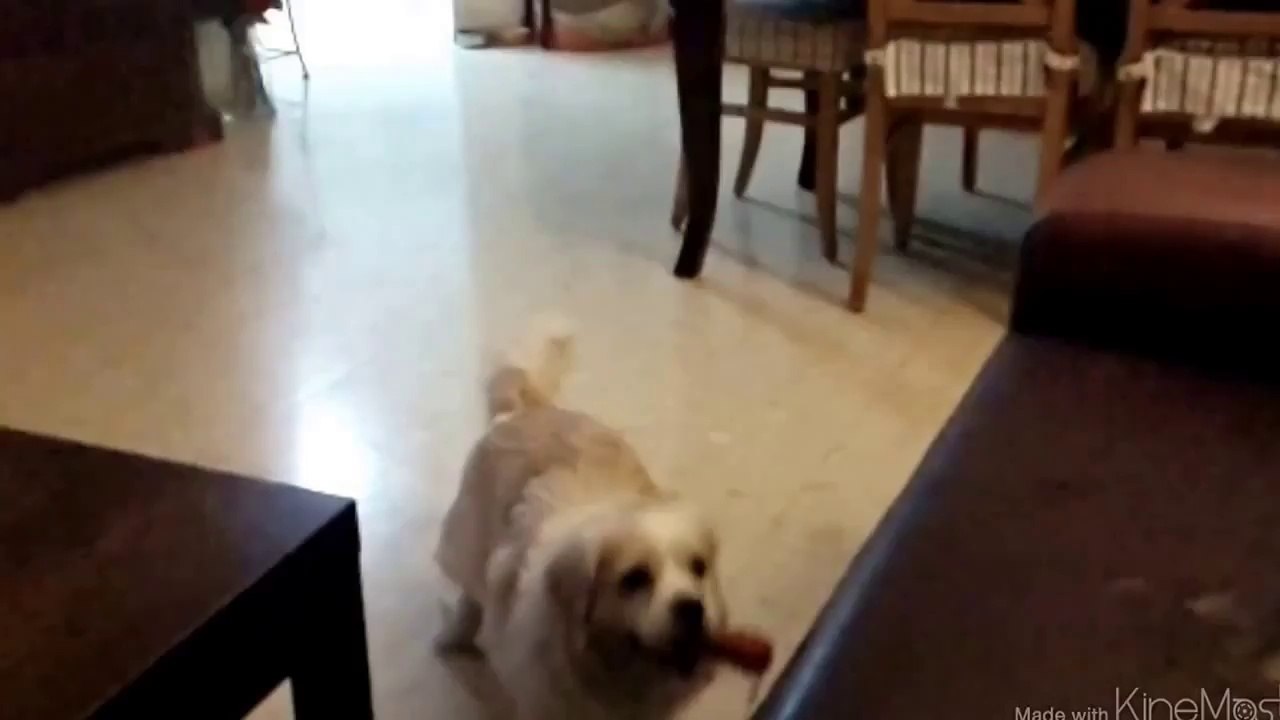 Şirin Köpek Atlayamıyor