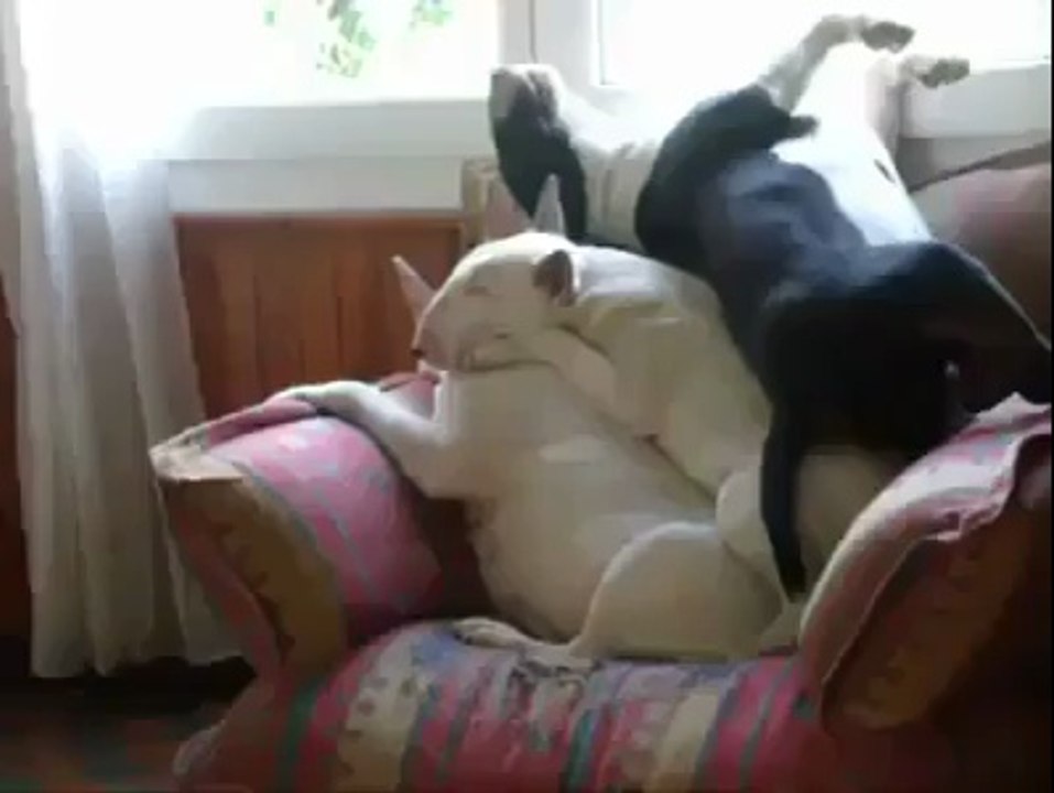 Grup Tarafından Dışlanan Köpek