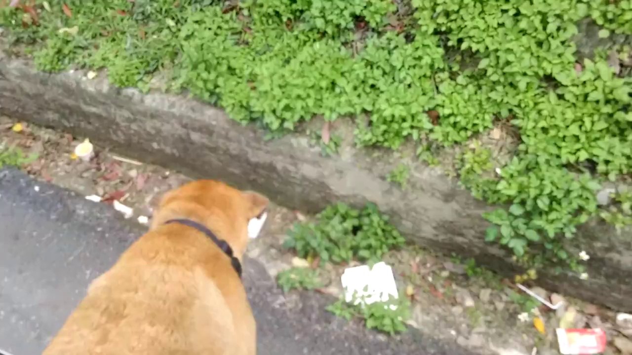 World's Best Headshake - Taiwan Tours