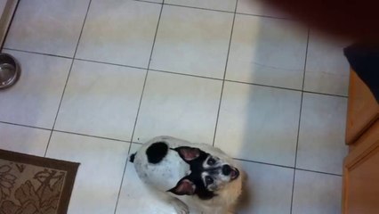 Dog Jumps and Flips