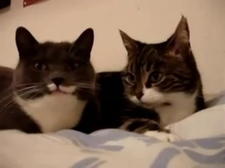 Vezi cum comunică două PISICI!