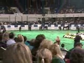 Arabian Breeding Junior Mare