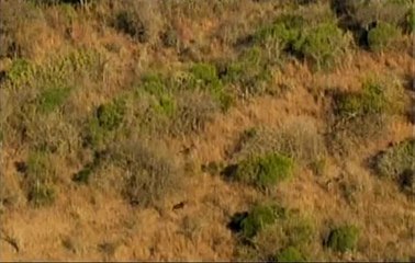 Африканские гиеновые собаки: мощные охотники и командные стратегии 🐾