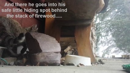 Feeding Neighborhood Feral Cat