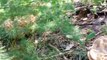 5 Hen of the Woods Mushrooms