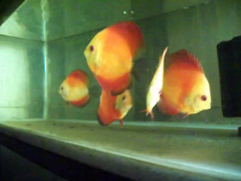 red melon 1