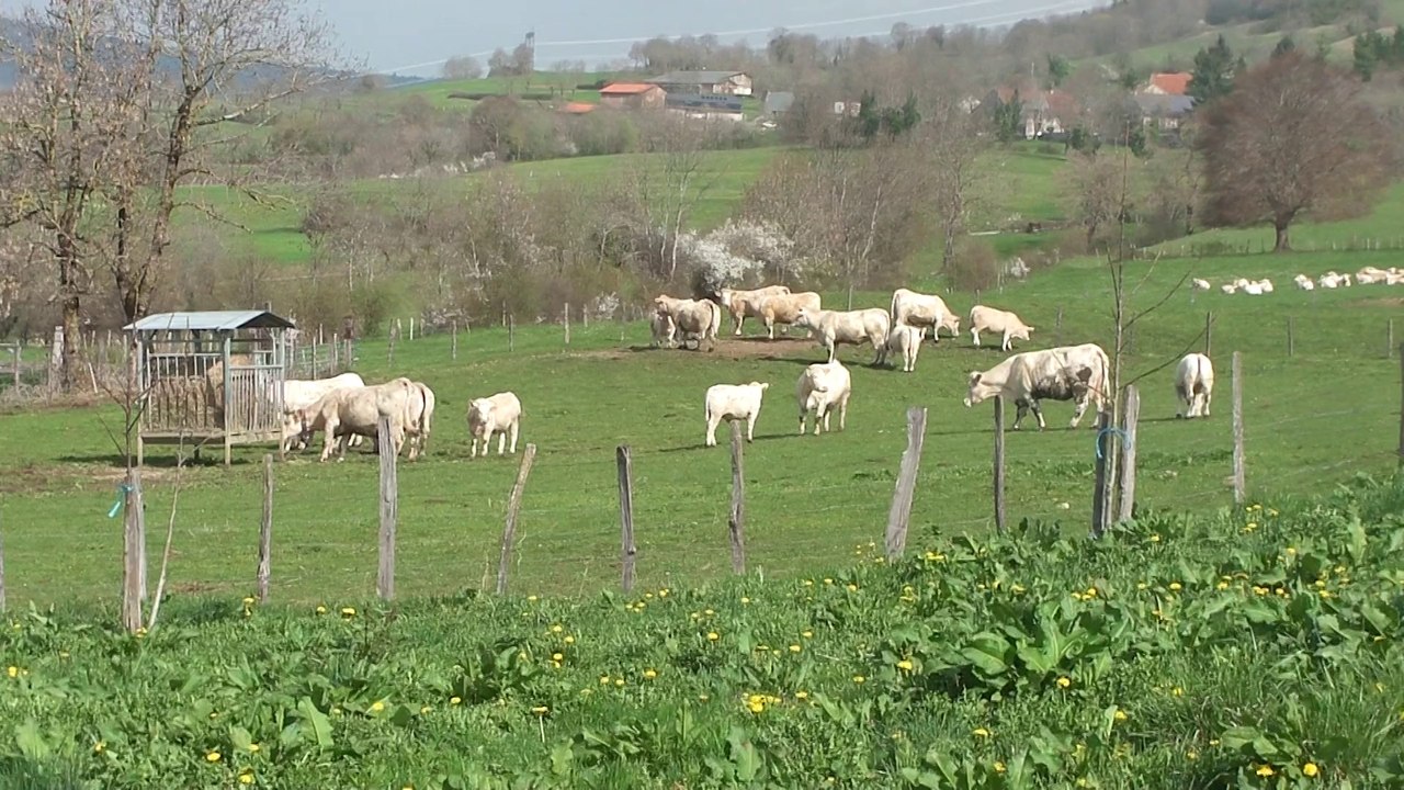 Sortie des vaches