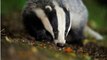 BBC Radio 5 live - Saturday Breakfast 5Apr14 on gassing badgers