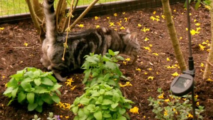 1 Curry & Mocca betreten das erste Mal Katzenterrasse 06042014 (5)