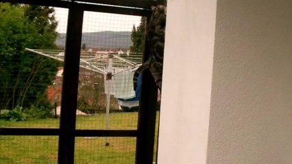 1 Curry & Mocca betreten das erste Mal Katzenterrasse 06042014 (6)