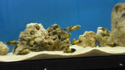 tropheus ikola-2