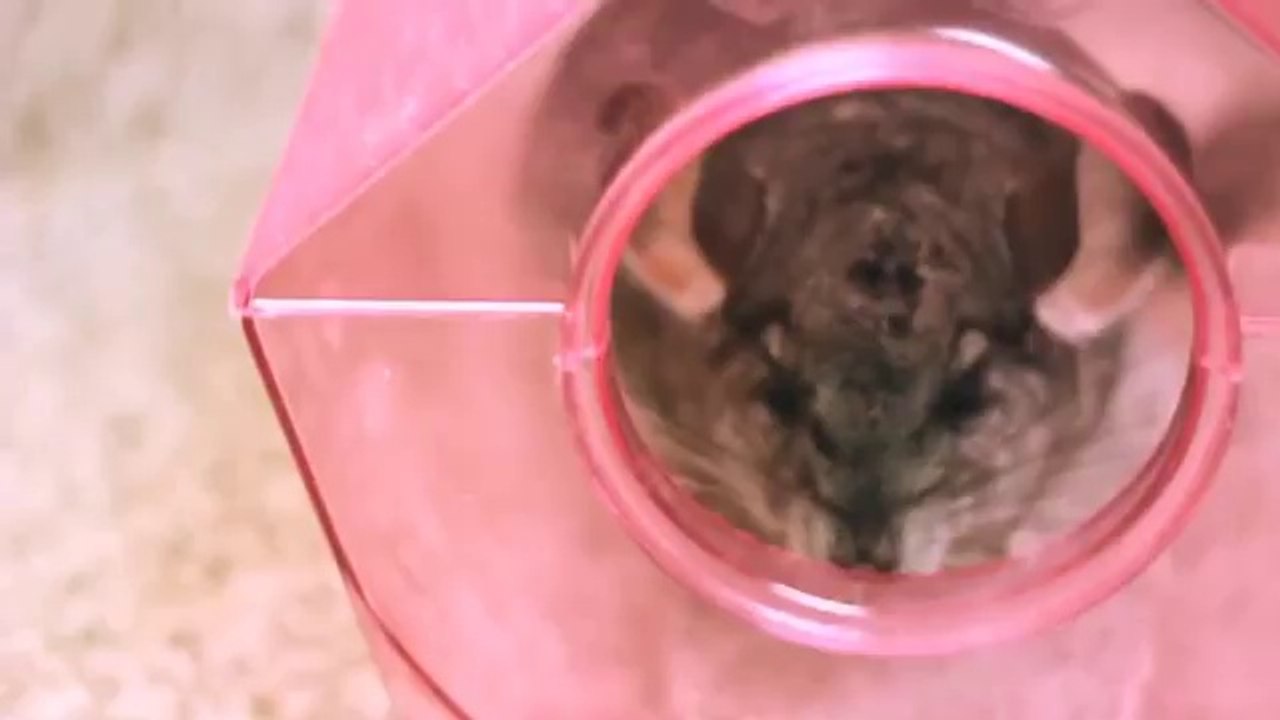 funny Chinchilla, first bath
