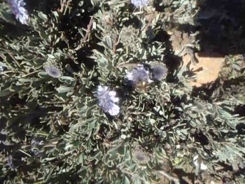 Abeilles récoltant du pollen sur des fleurs (bleues). نحلات أثناء جمع حبوب الطلع