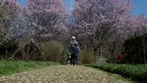 Cherry Blossoms: April 6 at Dumbarton Oaks