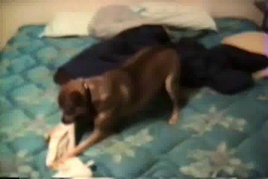 Possum dog 11/97 -Beatle house - Illinois + Elvis Museum - Missouri 12/97