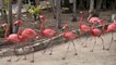 Ardastra Gardens/Zoo,Bahamas
