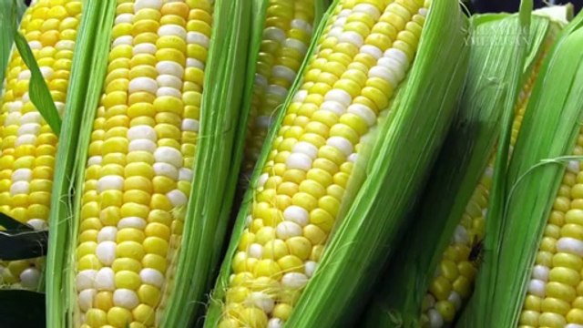What Is a Genetically Modified Food?