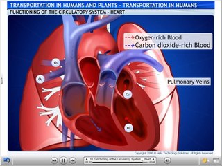 Circulatory system learn next