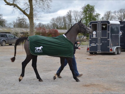 Balkyrie des Edènes Auvers concours local 3 ans