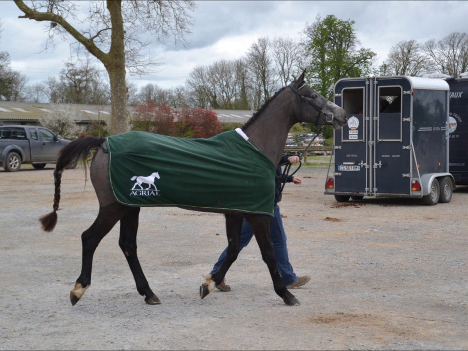 Balkyrie des Edènes Auvers concours local 3 ans