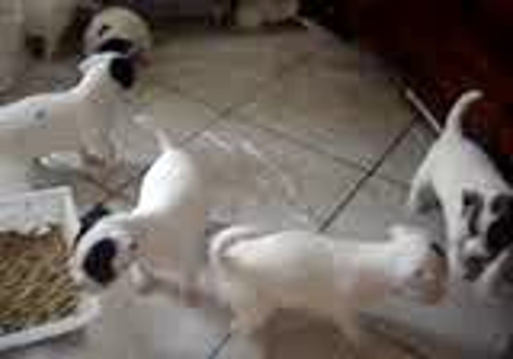 mes mini toutous video 1