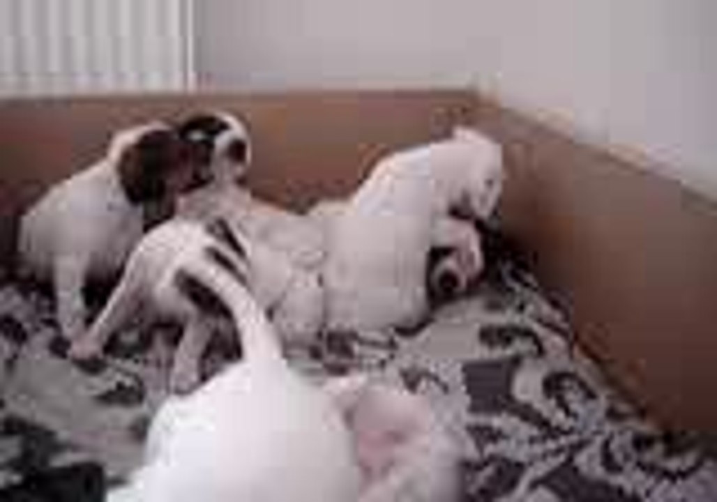 mes mini toutous video 2