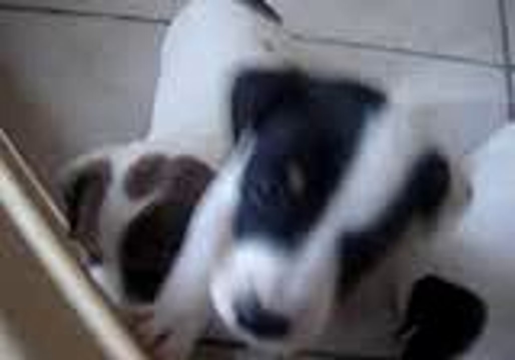 mes mini toutous video 3