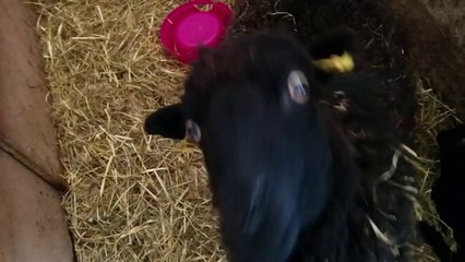 Sheep Makes Crazy Face
