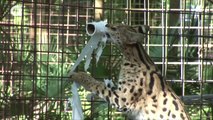 Big Cats Play With Toilet Paper