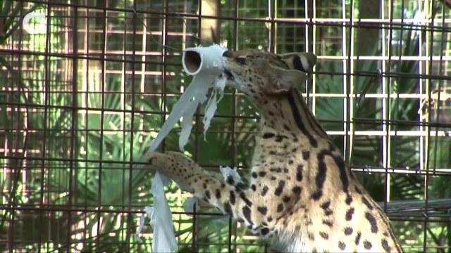 Un très gros chat joue avec du papier toilette!