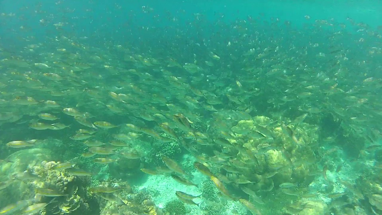 banc de poissons