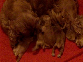 110_0168 Portée née le 20 mars 2014