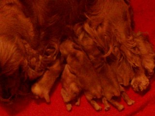 110_0169 Portée née le 20 mars 2014