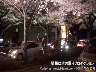 セシウムが積もる桜並木通り　