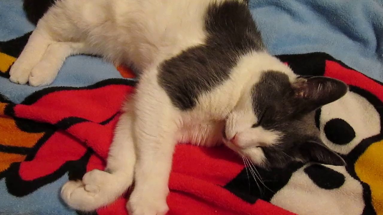 Paws Waking Up