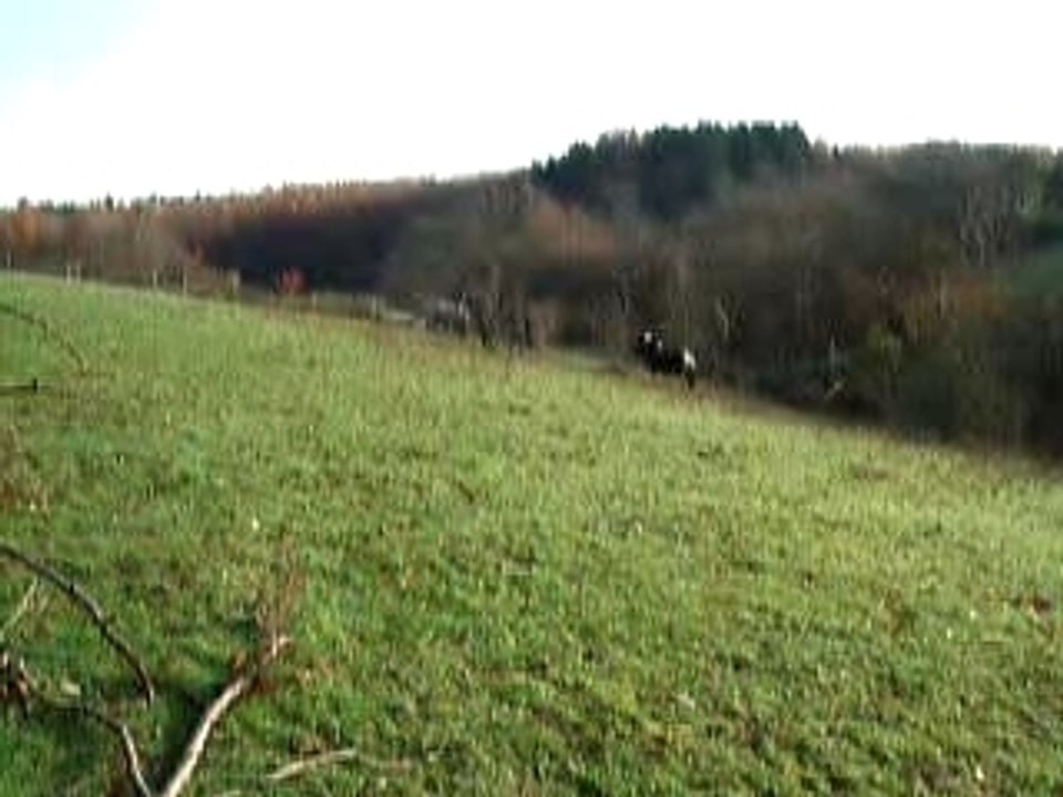 auf der Koppel