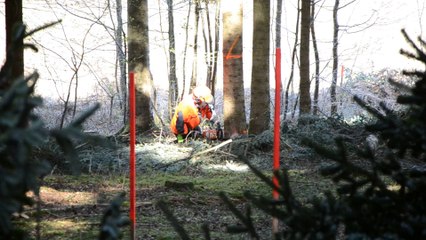 coupe de bois sportive