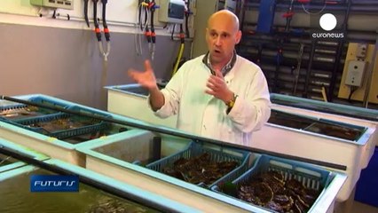 Viral attack: defenseless oysters