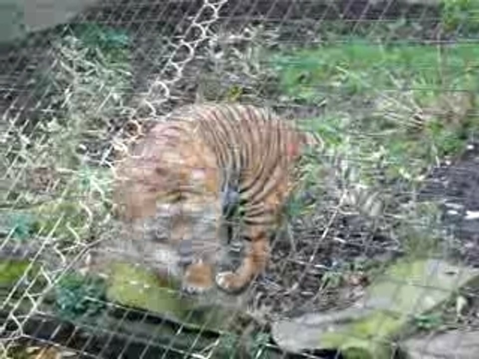 tigre zoo londres