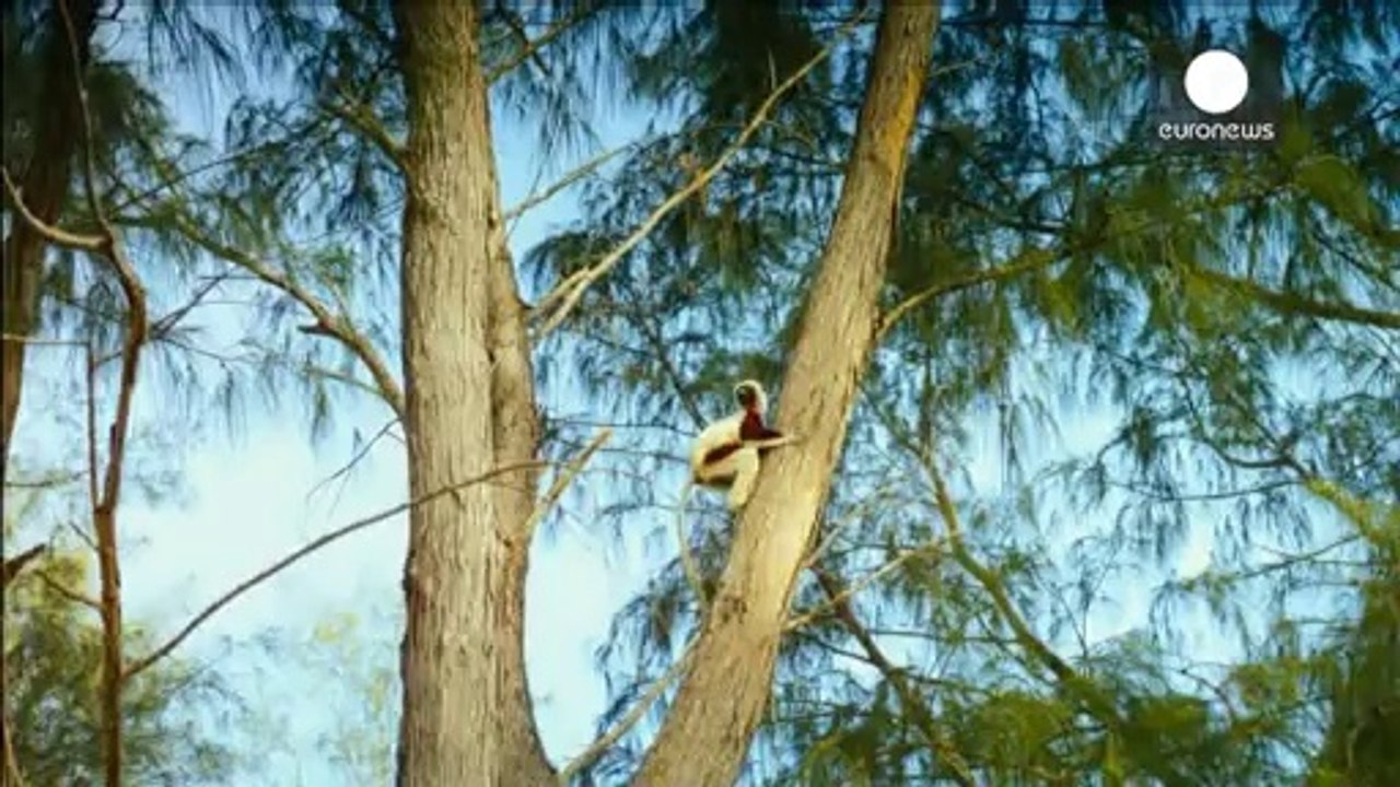 Un documental dedicado a los lémures de Madagascar