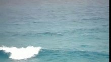 Dolphins_byron_bay_01_01_2007.avi