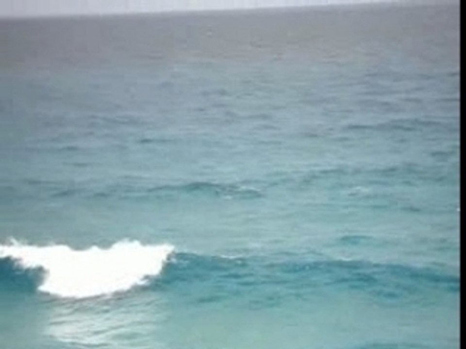 Dolphins_byron_bay_01_01_2007.avi