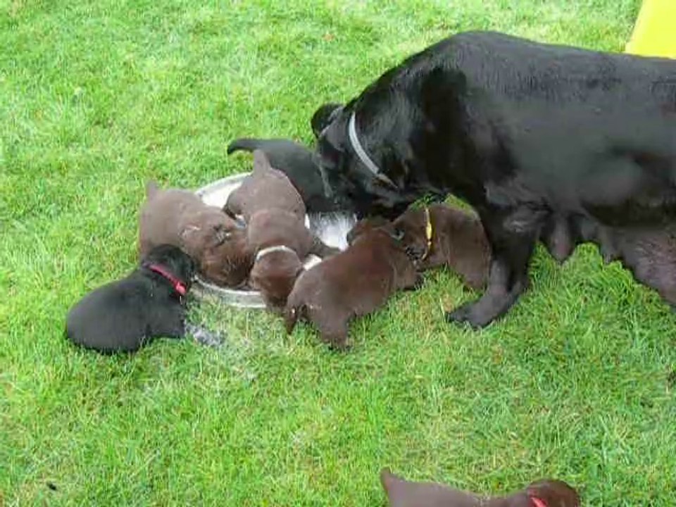 chiot lab video 4