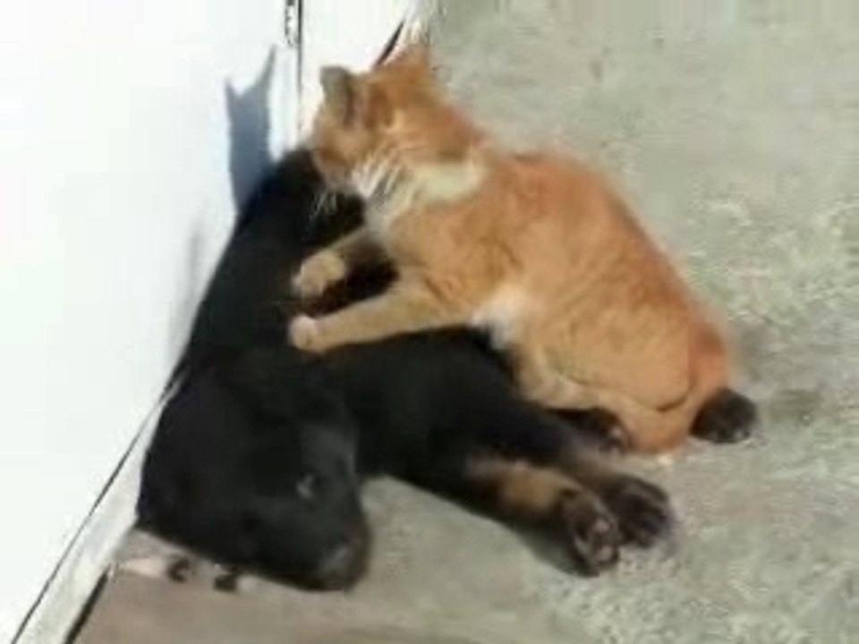 massage-chat-chien