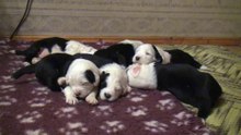 Venus&Max puppies. 17 days old.