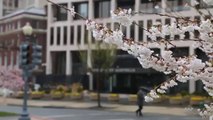 Cherry Blossoms: April 7 at Scott Circle