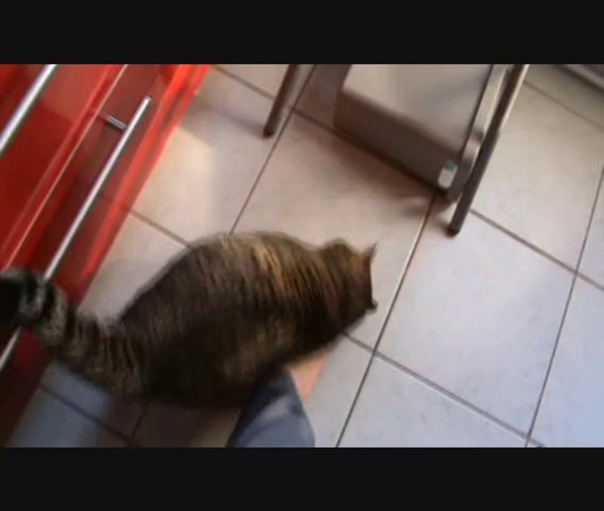 Chat Pied