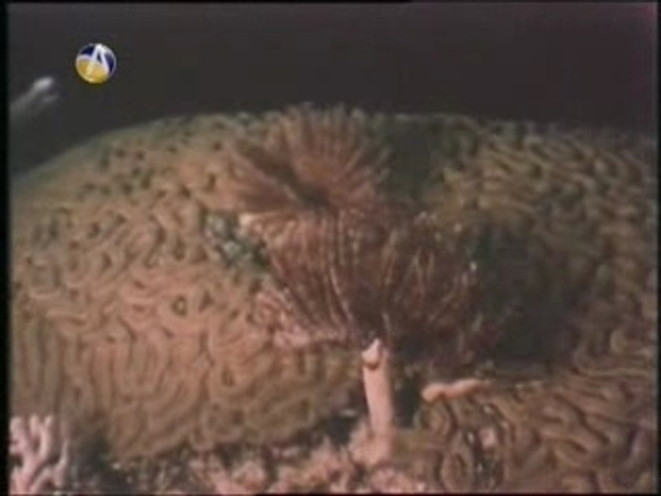 عجائب عالم الأعماق 1