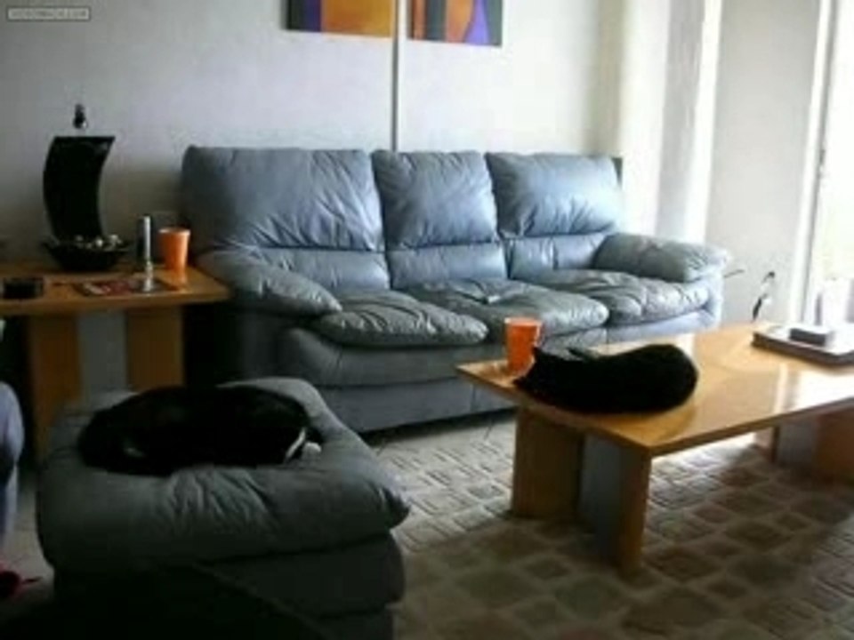 Une vie de chat