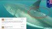 Western Australia alerts beachgoers of sharks' presence via Twitter
